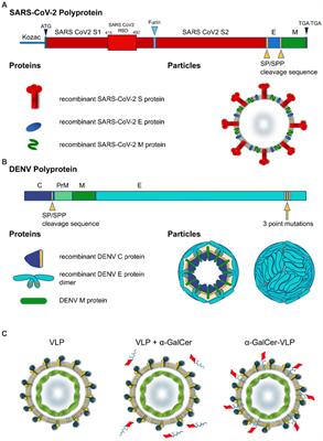 Development of virus-like particles with inbuilt immunostimulatory properties as vaccine candidates